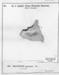 Polyporus spumeus image
